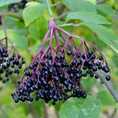 Tüplü Meyve Verme Yaşında Sambucus Nigra Kara Mürver Fidanı