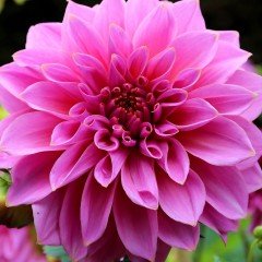 Pompon Gül Aster Çiçeği Tohumu (50 tohum)