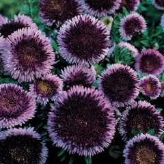 Pompon Hi-no-maru Aster Çiçeği Tohumu (50 tohum)