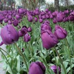 Ronaldo Siyah Lale Soğanı (5 adet)