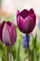 Purple Flag Koyu Mor Lale Soğanı (5 adet)