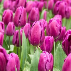 Purple Flag Koyu Mor Lale Soğanı (5 adet)