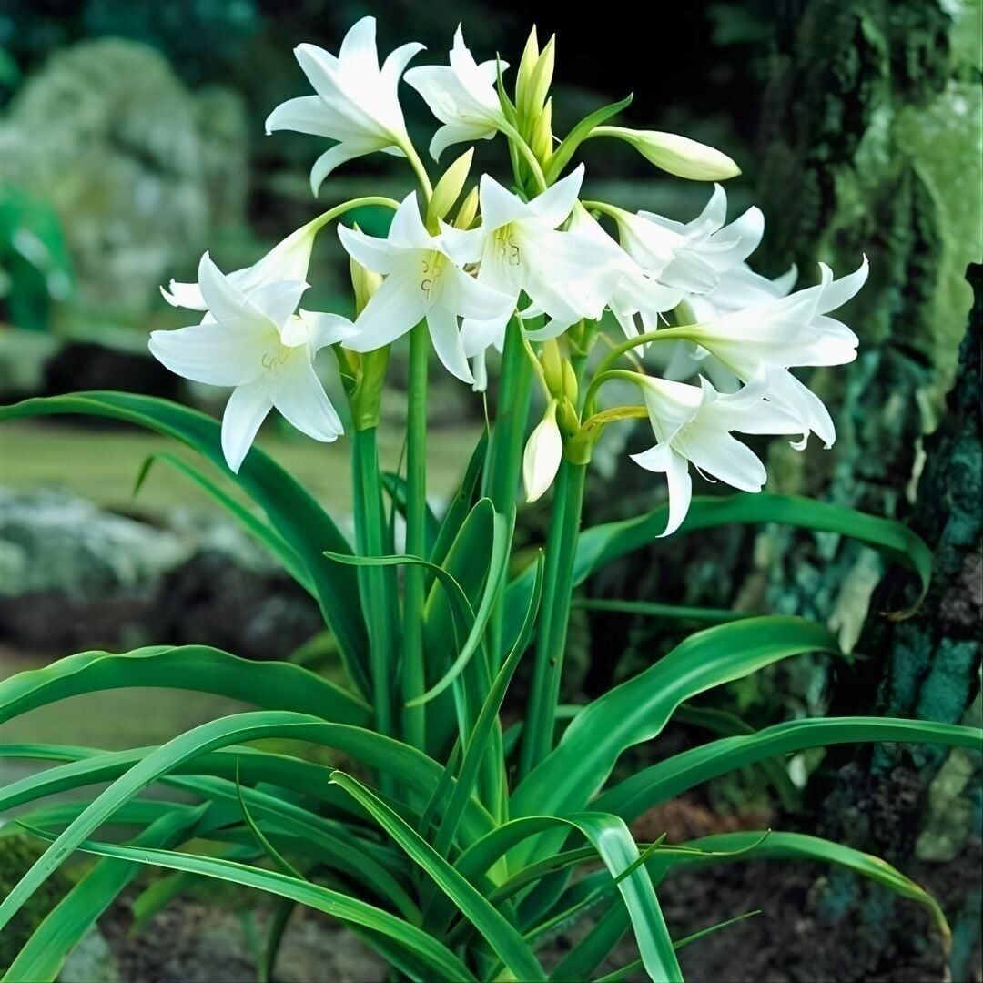 Nadir İri Çiçekli Parfüm Kokulu Crinum Powellii Album Bataklık Zambağı Soğanı (1 adet )