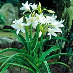 Nadir İri Çiçekli Parfüm Kokulu Crinum Powellii Album Bataklık Zambağı Soğanı (1 adet )