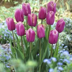 Hollanda Güzeli Holland Beauty Lale Soğanı (5 adet)