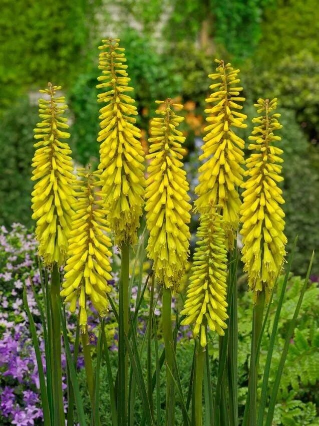 Soğuklara Dayanıklı Kniphofia Sunningdale Yellow Fener Meşale Çiçeği Zambağı Soğanı (1 adet)(Kopya)