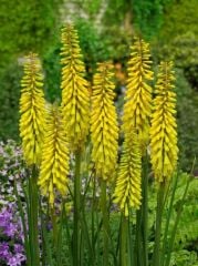 Soğuklara Dayanıklı Kniphofia Sunningdale Yellow Fener Meşale Çiçeği Zambağı Soğanı (1 adet)(Kopya)