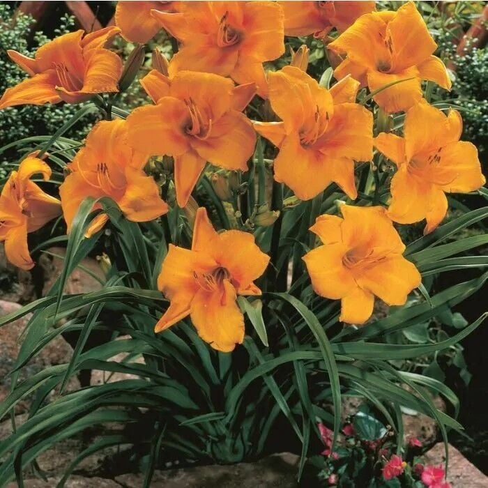 Soğuklara ve Kuraklığa Dayanıklı Chicago Sunrise Hemerocallis Gün Güzeli Çiçeği Soğanı (1 adet)