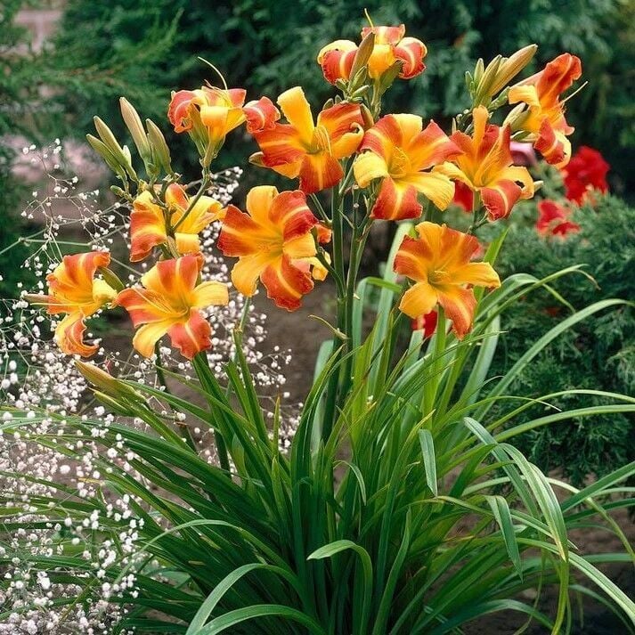 Soğuklara ve Kuraklığa Dayanıklı Frans Hals Hemerocallis Gün Güzeli Çiçeği Soğanı (1 adet)