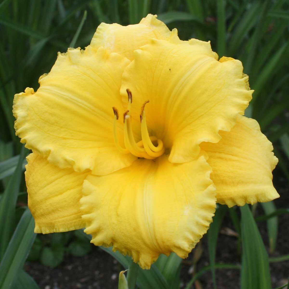 Soğuklara ve Kuraklığa Dayanıklı Atlanta Elegant Hemerocallis Gün Güzeli Çiçeği Soğanı (1 adet)