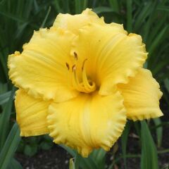 Soğuklara ve Kuraklığa Dayanıklı Atlanta Elegant Hemerocallis Gün Güzeli Çiçeği Soğanı (1 adet)