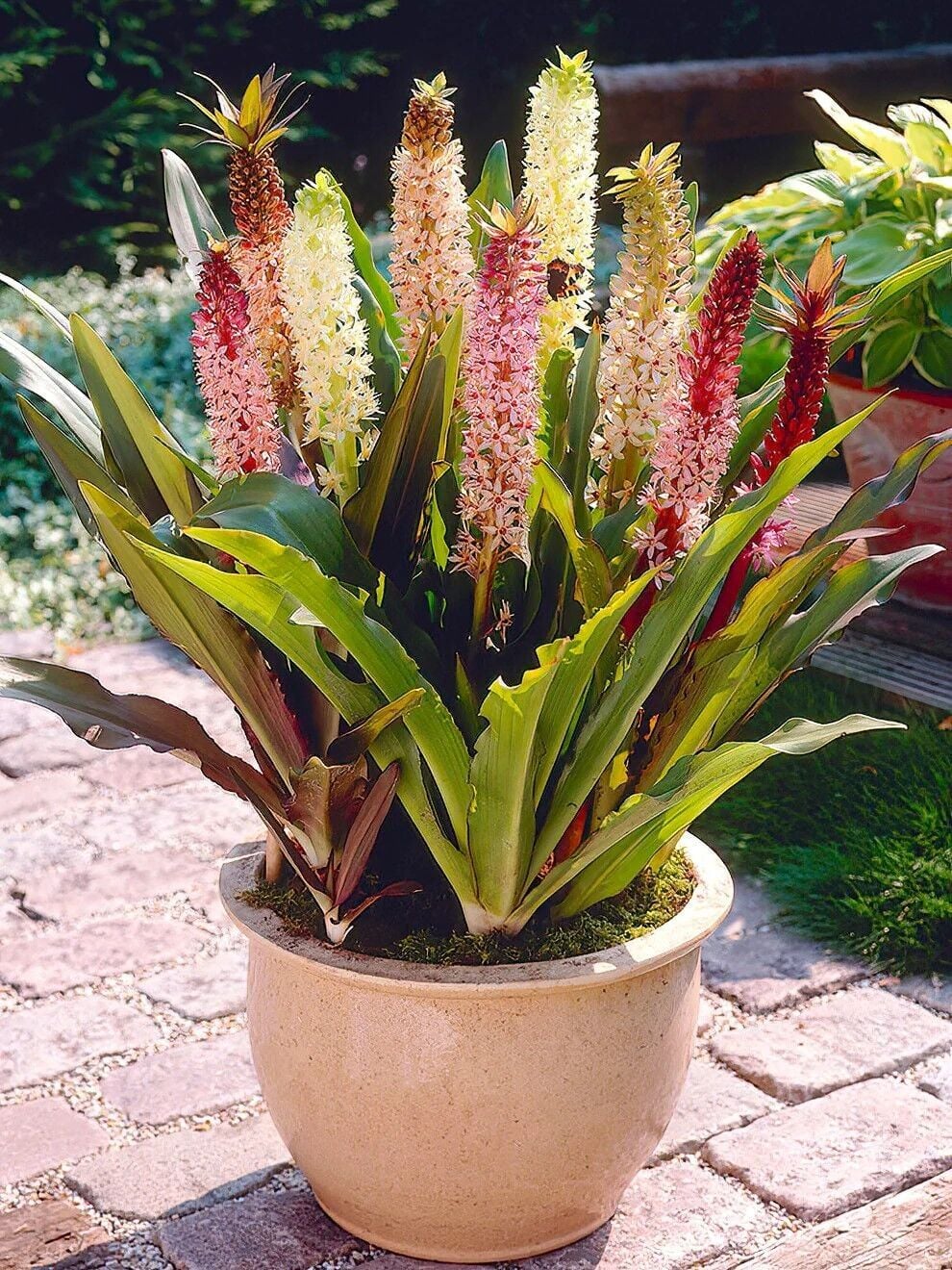 Eucomis Comosa Ananas Sonbahar Zambağı Çiçeği Soğanı (1 adet )