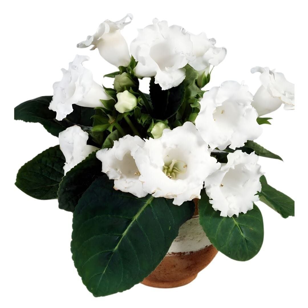 Mont Blanc Gloxinia Gloksinya Bardak Menekşesi Çiçeği Soğanı (1 adet )