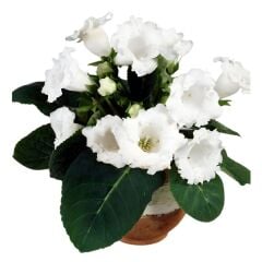 Mont Blanc Gloxinia Gloksinya Bardak Menekşesi Çiçeği Soğanı (1 adet )