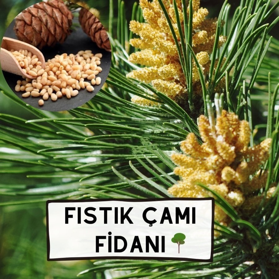 Tüplü Fıstık Çamı Ağacı Fidanı-3-4 Yaşlı (90-140 cm)