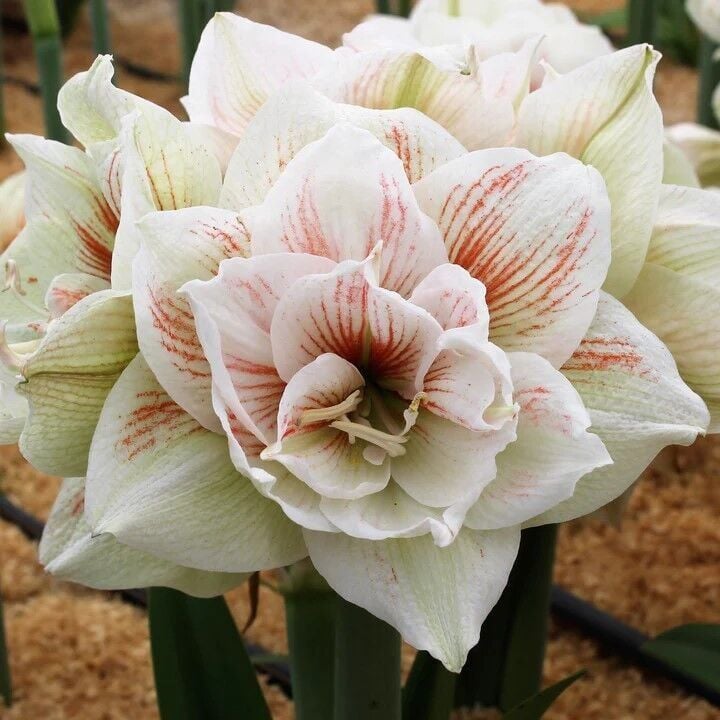 Kokulu Güzel Hatun Çiçeği Amaryllis Nymph Çiçeği Soğanı (1 Adet)