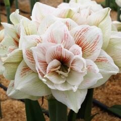 Kokulu Güzel Hatun Çiçeği Amaryllis Nymph Çiçeği Soğanı (1 Adet)