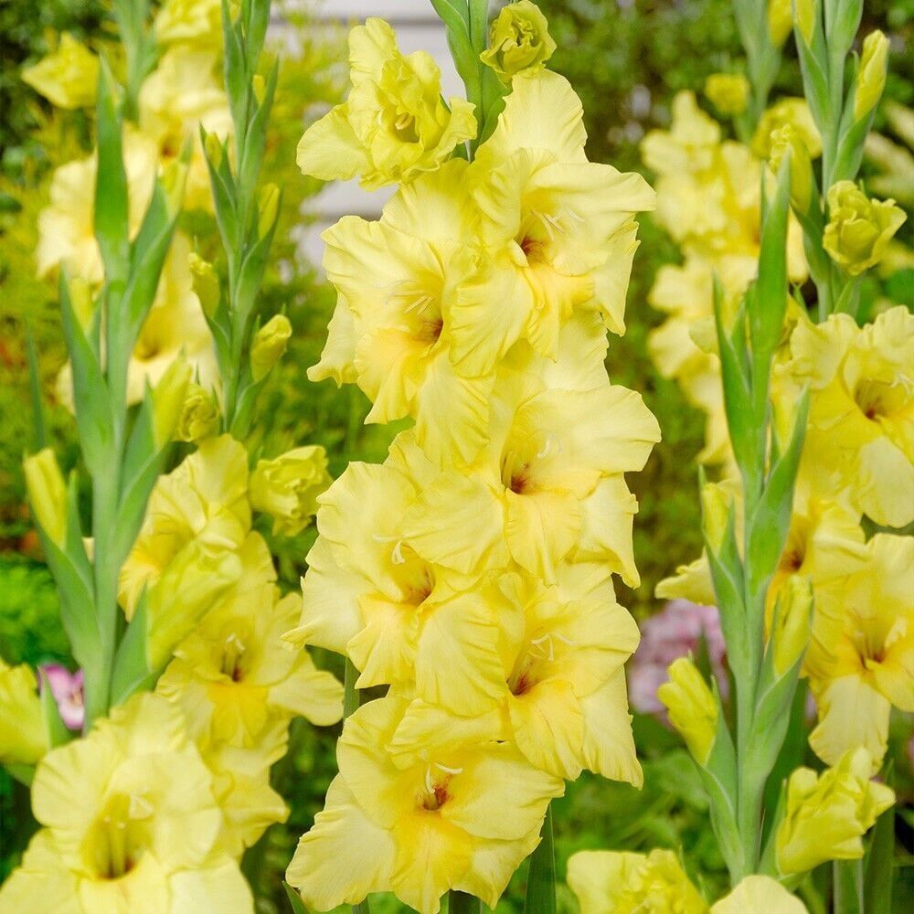 Gladiolus BNova Lux Glayör Çiçeği Soğanı (2 adet)