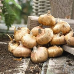 Gladiolus Priscilla Glayör Çiçeği Soğanı (2 adet)