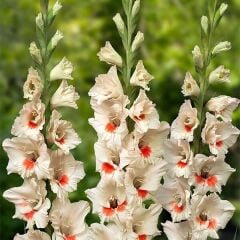 Gladiolus Ajax Glayör Çiçeği Soğanı (2 adet)