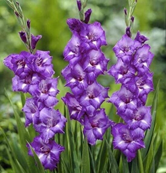 Gladiolus Charisma Mojito Glayör Çiçeği Soğanı (2 adet)
