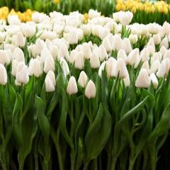 Özel Tür Update Beyaz Renkli İri Lale Soğanı (5 Adet)