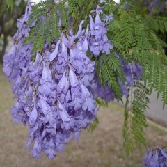 Tüplü Jacaranda Mimosifolia Ağacı Fidanı