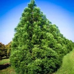 Tüplü Japon Sediri Ağacı Fidanı