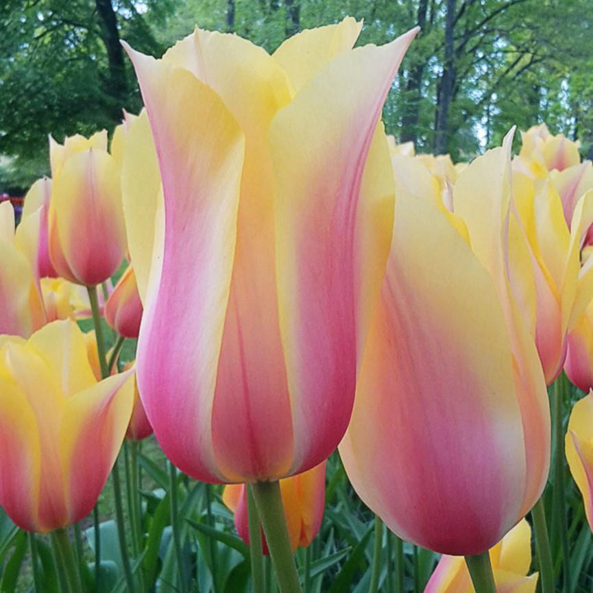 Özel Tür Blushing Lady İri Lale Soğanı (5 Adet)