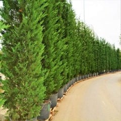 Tüplü Leylandi Ağacı Fidanı-(80 Cm Üzeri)-10 Adet