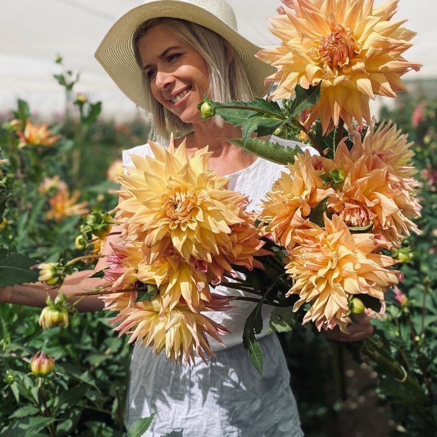 Dahlia Soğanı | Dahlia Yumrusu | AnamurNaturel