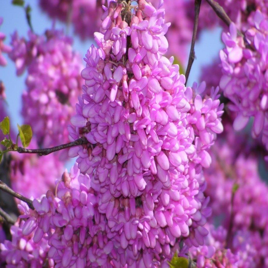Tüplü Pembe Çiçekli Erguvan Ağacı Fidanı (3 Yaşlı 100-150 Cm)