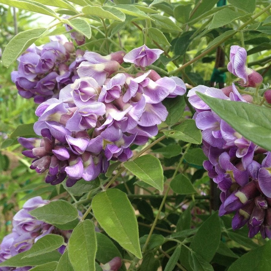 Tüplü Wisteria Amethyst Falls Fuşya Mor Salkım Fidanı