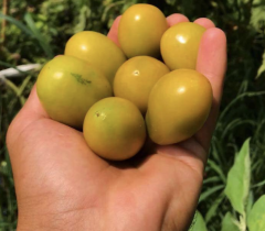 Nadir Rahibe Domates Tohumu (15 tohum)