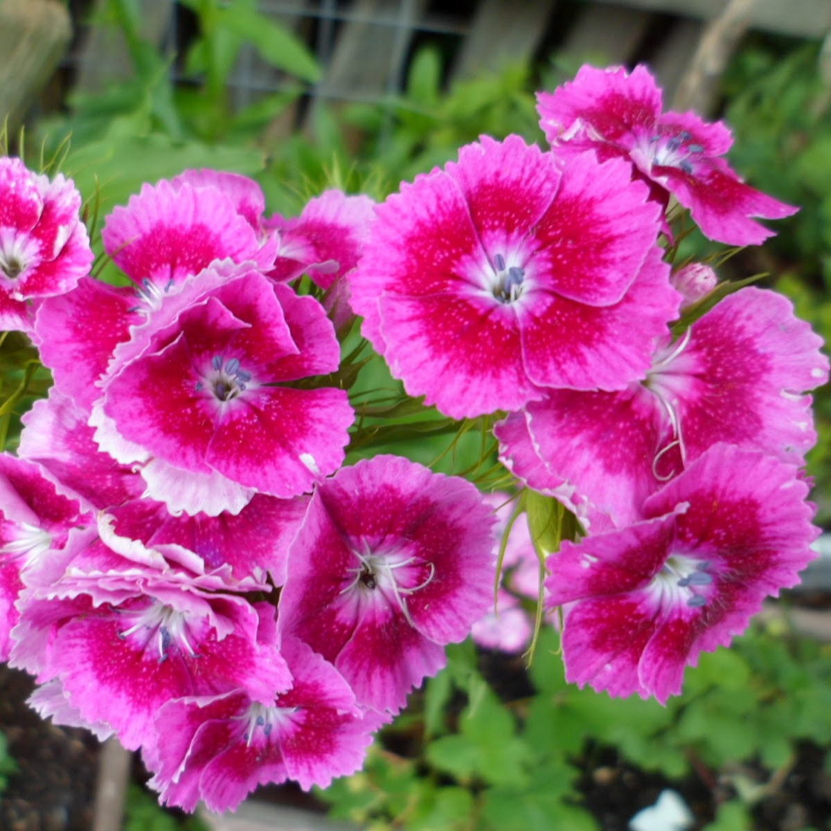 Çin Pembesi Dianthus Çiçeği Tohumu(50 tohum)