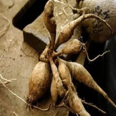 XXL İri Çiçekli Penhill Watermelon Dahlia Yıldız Çiçeği Soğanı Yumrusu (1 adet)