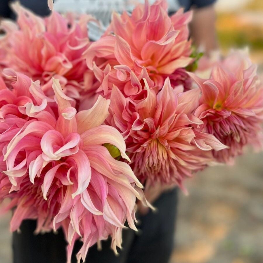 XXL İri Çiçekli Penhill Watermelon Dahlia Yıldız Çiçeği Soğanı Yumrusu (1 adet)