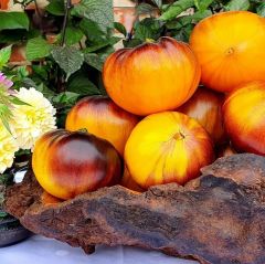 İri Etli Meyveli Wolverine Domates Tohumu (15 tohum)