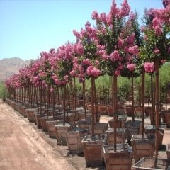 Tüplü Pembe Oya Ağacı Fidanı
