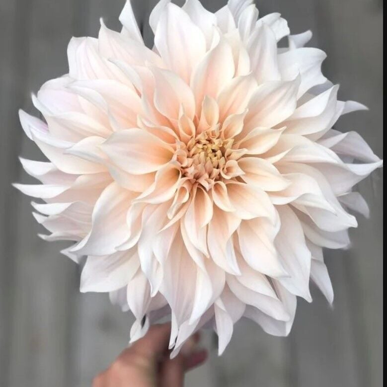 Soğuklara Dayanıklı Dev Çiçekli Cafe Au Light Dahlia Yıldız Çiçeği Soğanı Yumrusu (1 adet)