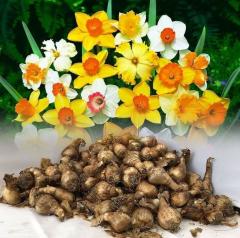 Cornish Dawn Özel Çeşit Kokulu Nergis Çiçeği Soğanı (3 Adet)