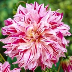 XXL İri Çiçekli Bristol Stripe Dahlia Yıldız Çiçeği Soğanı Yumrusu (1 adet)