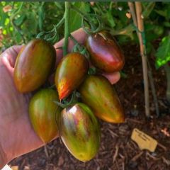 Nadir Brands Atomic Grape Tohumu (15 tohum)