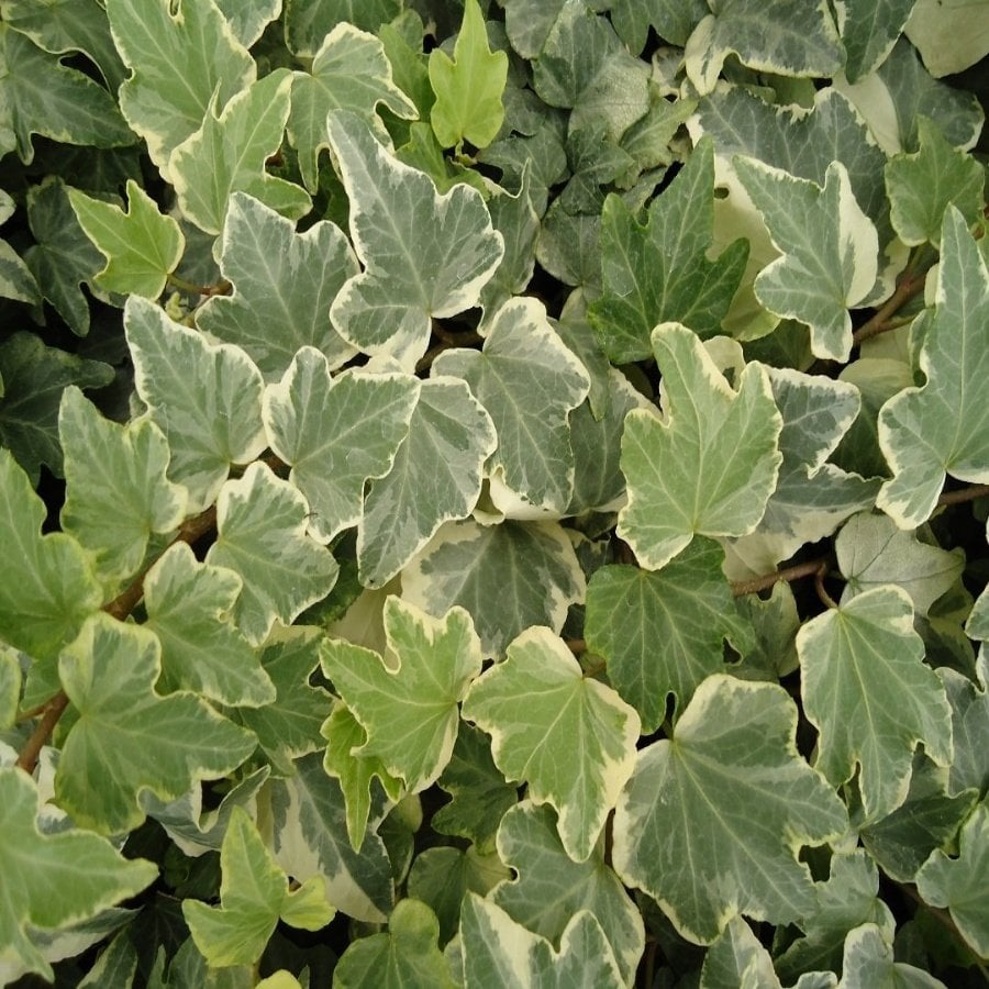 Tüplü Hedera Helix Anne Maria Sarmaşığı Fidanı