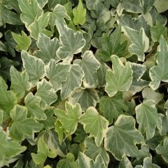 Tüplü Hedera Helix Anne Maria Sarmaşığı Fidanı