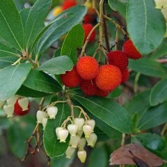 Tüplü Kocayemiş Fidanı