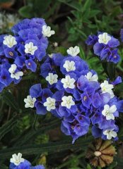 Limonium Sinuatum Deep Mavi Deniz Lavantası Tohumu(30 tohum)