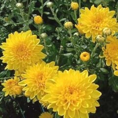 Özel Çeşit Cayman Yellow Katlı Krizantem Kasımpatı Çiçeği Fidesi (1 adet)