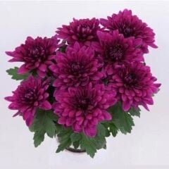 Özel Çeşit Vido Purple Katlı Kasımpatı Çiçeği Fidesi (1 adet)