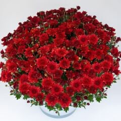 Özel Çeşit Branroyal Scarlet Kasımpatı Çiçeği Fidesi (1 adet)
